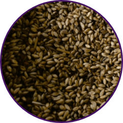 Imagem dos grãos do produto Brachiaria Humidicola cv. Llanero